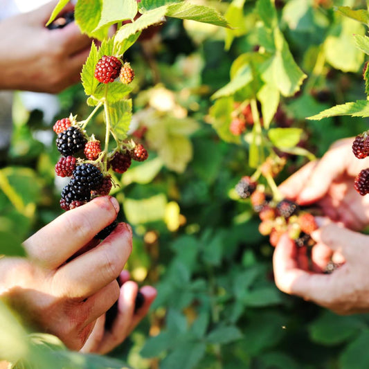 6 x Organic blackberry plants - Ø 13 cm - ↨ 20 cm