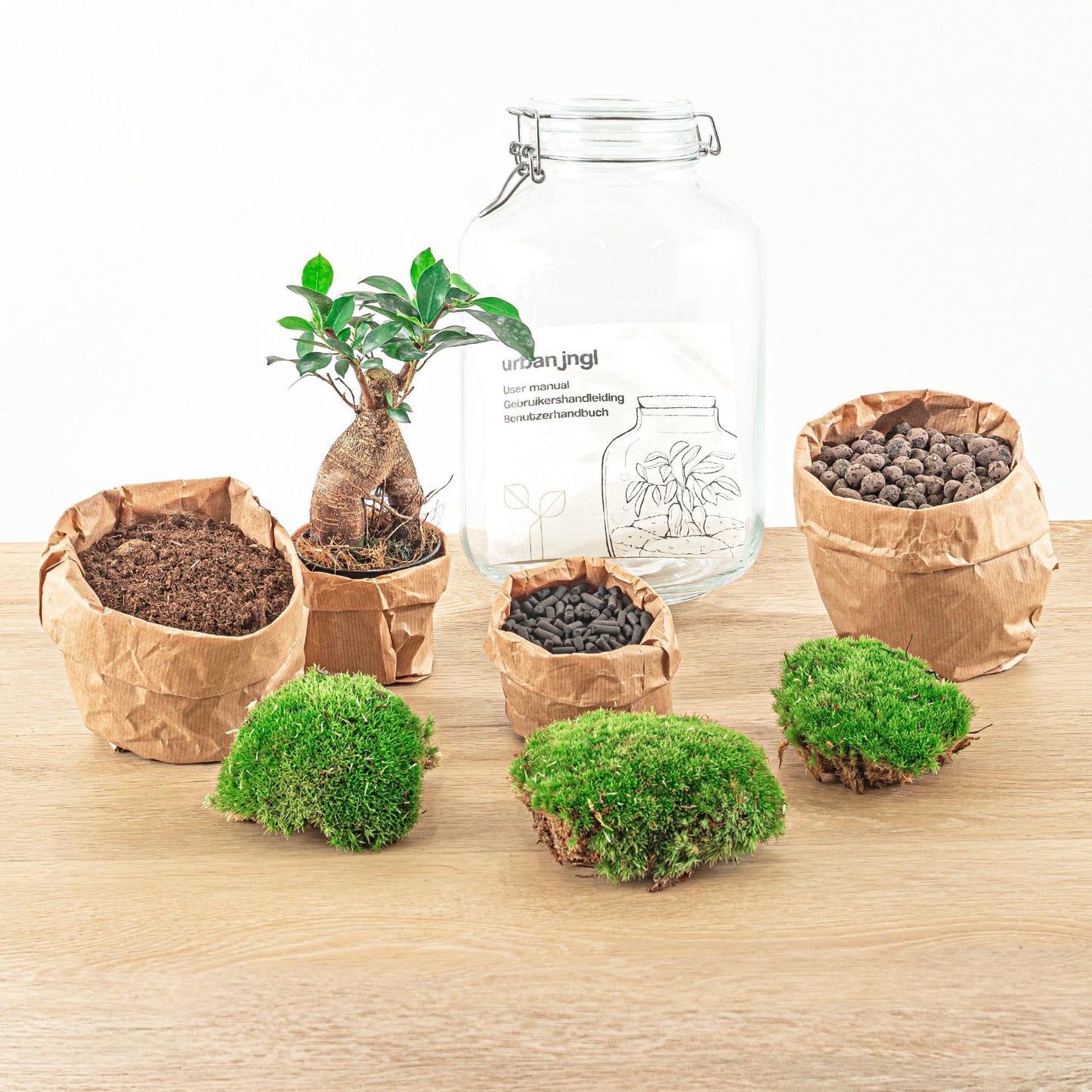 Terrario fai da te - Ficus Ginseng bonsai - ↕ 28 cm - Rastrello + Pala + Pinzetta + Forbici