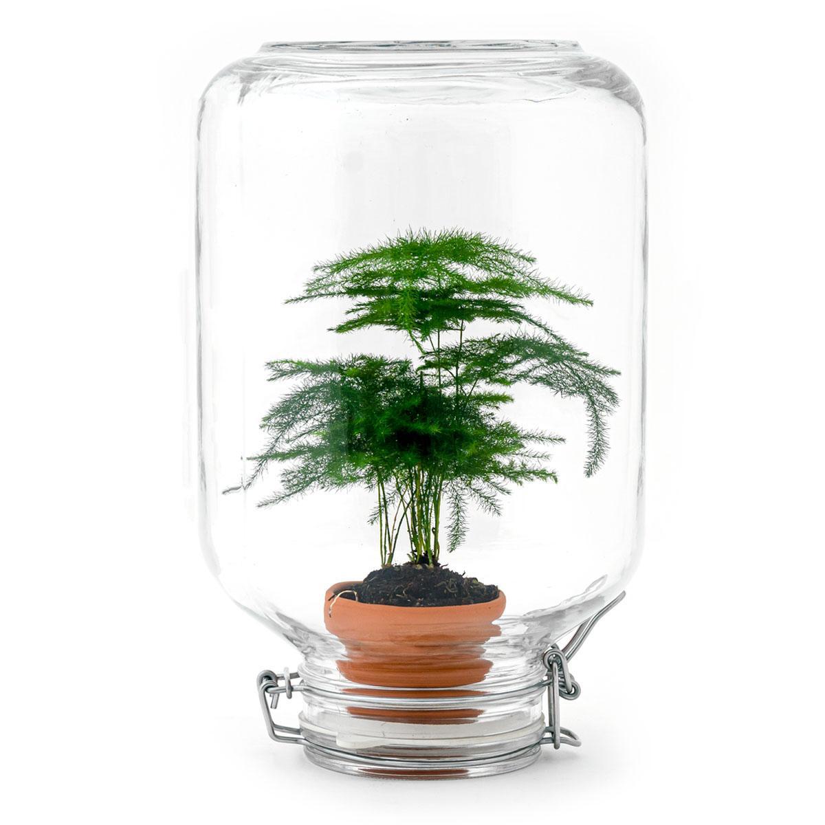 Easyplant - Asparagus - Mini ecosystem