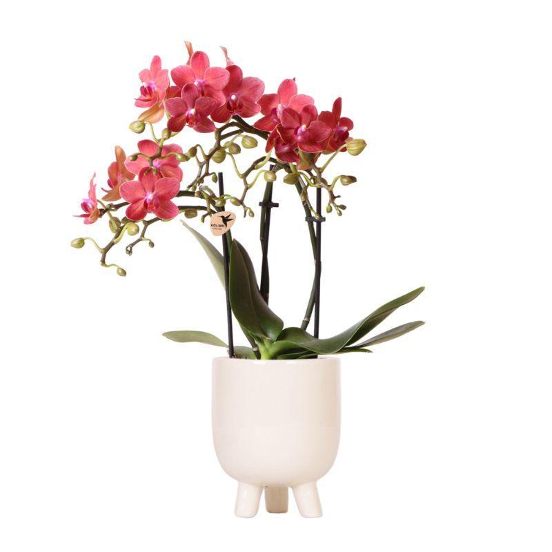 Kolibri Orchids | Red Phalaenopsis orchid – Congo + Gummy pot travertine – pot size Ø9cm – 40cm high | flowering houseplant in flower pot - fresh from the grower