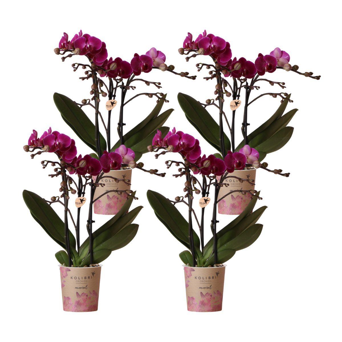 Hummingbird Orchids | COMBI DEAL of 4 purple phalaenopsis orchids - Morelia - pot size Ø9cm | flowering houseplant - fresh from the grower