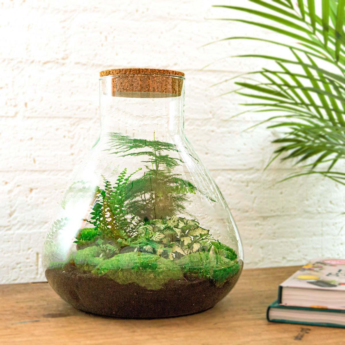 DIY terrarium - Sam XL - ↕ 35 cm - Rake + Shovel + Tweezer