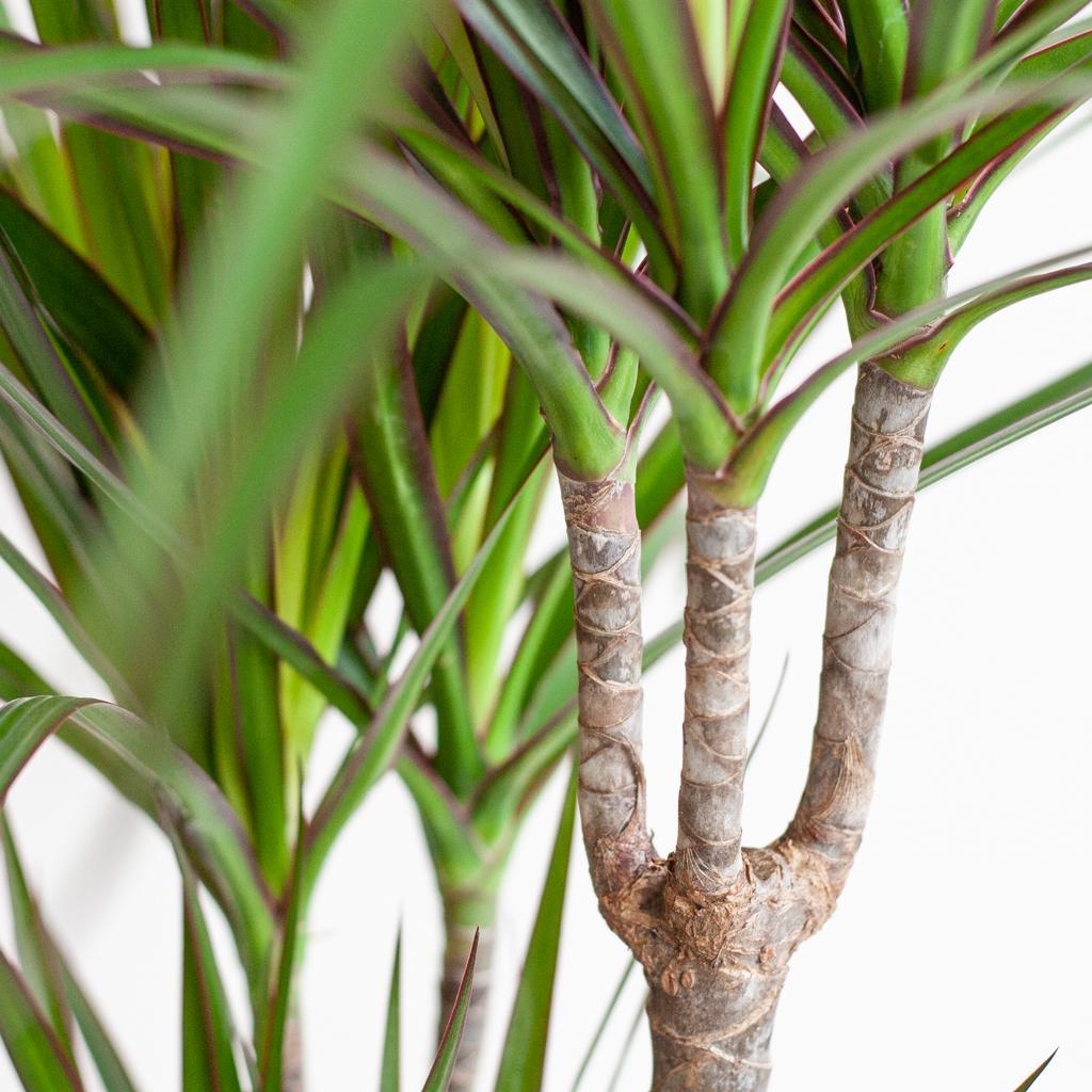 Dracaena Marginata with Lisbon basket black - 95cm - Ø21