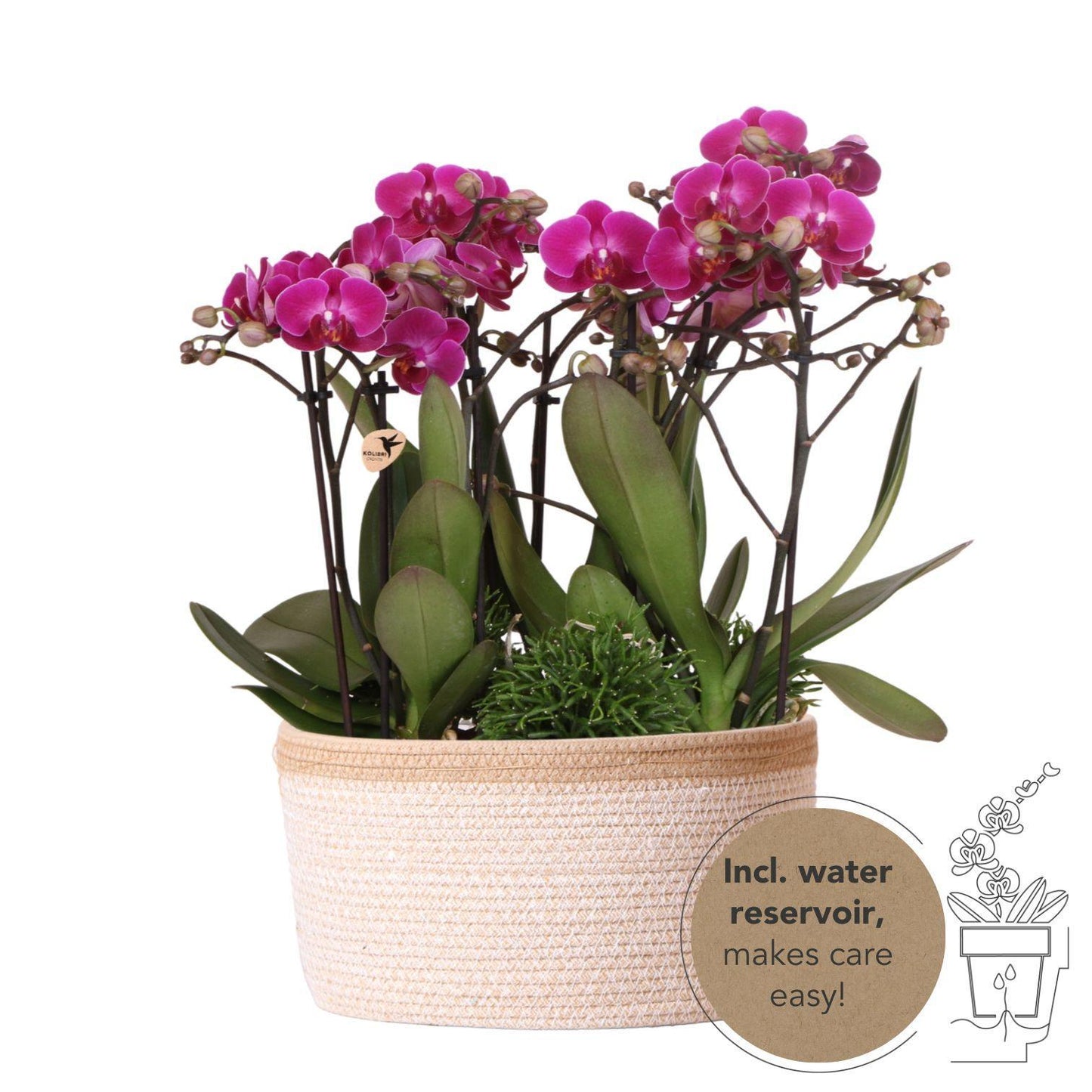 Hummingbird Orchids | purple plant set in Cotton Basket incl. water reservoir | three purple orchids Morelia 9cm and three green plants | Jungle Bouquet purple with self-sufficient water reservoir
