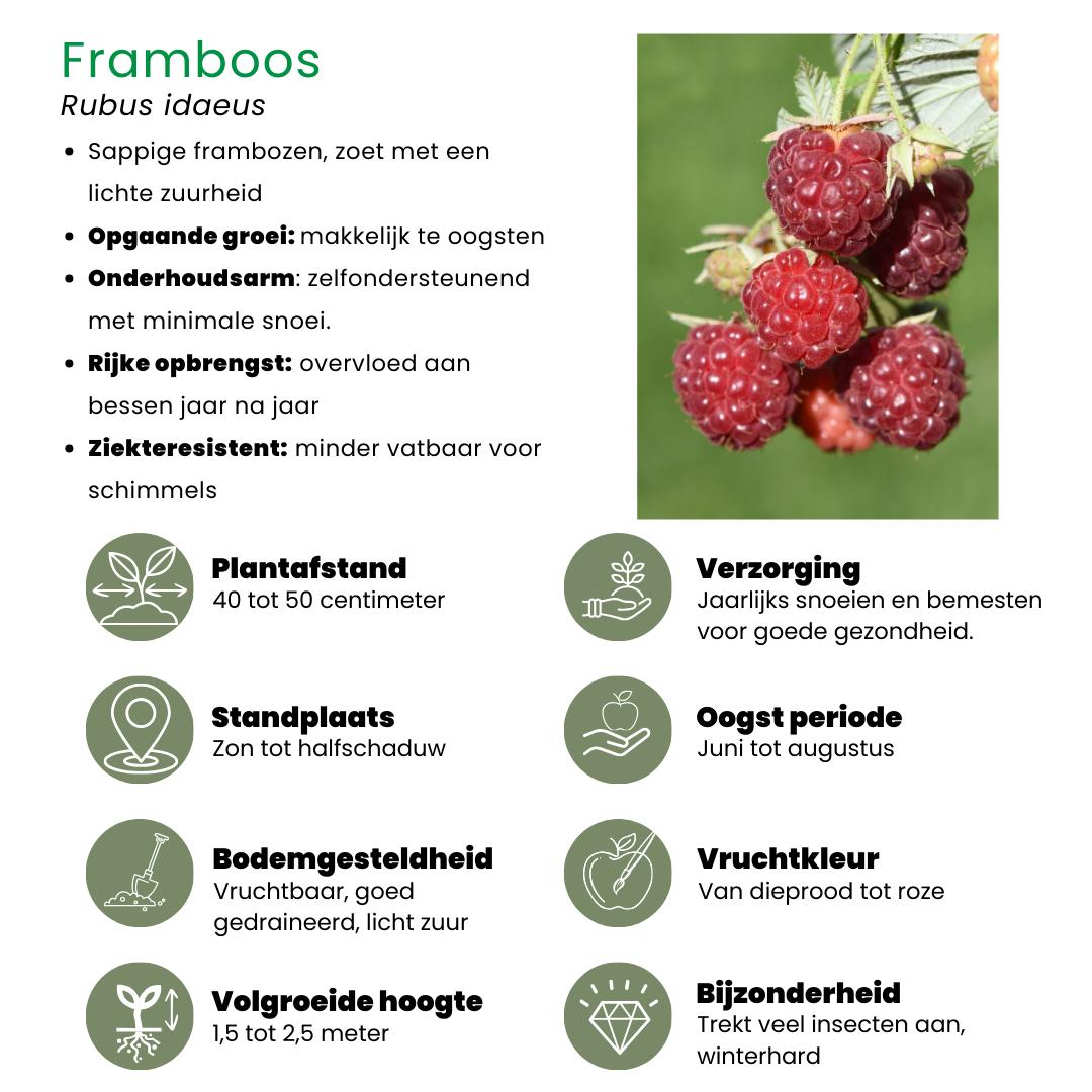 "Oasi della frutta" Set di piante da frutto BIO di 5 tipi diversi