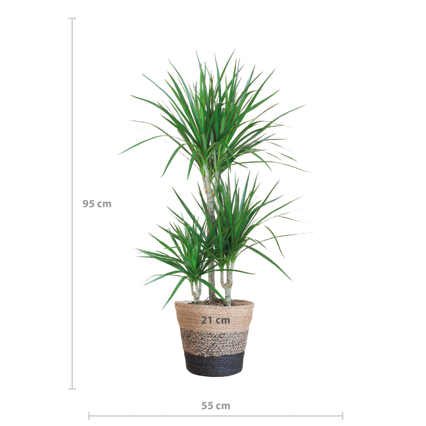 Dracaena Marginata with Lisbon basket black - 95cm - Ø21