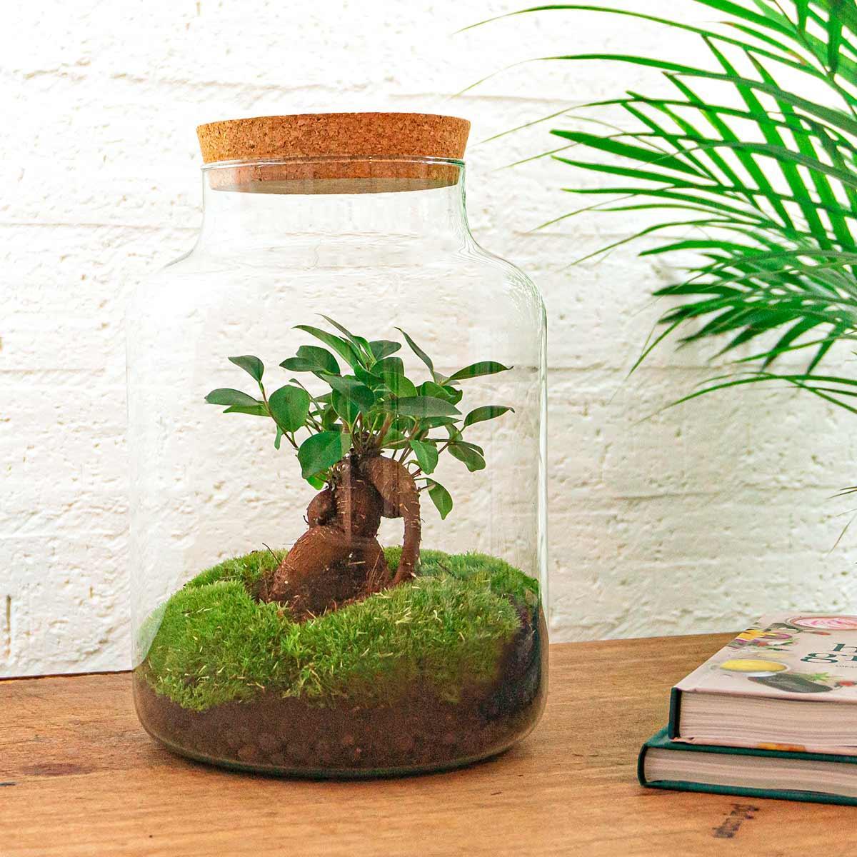 DIY terrarium - Milky with bonsai - ↕ 30 cm + RSTS - Rake + Shovel + Tweezer + Scissors