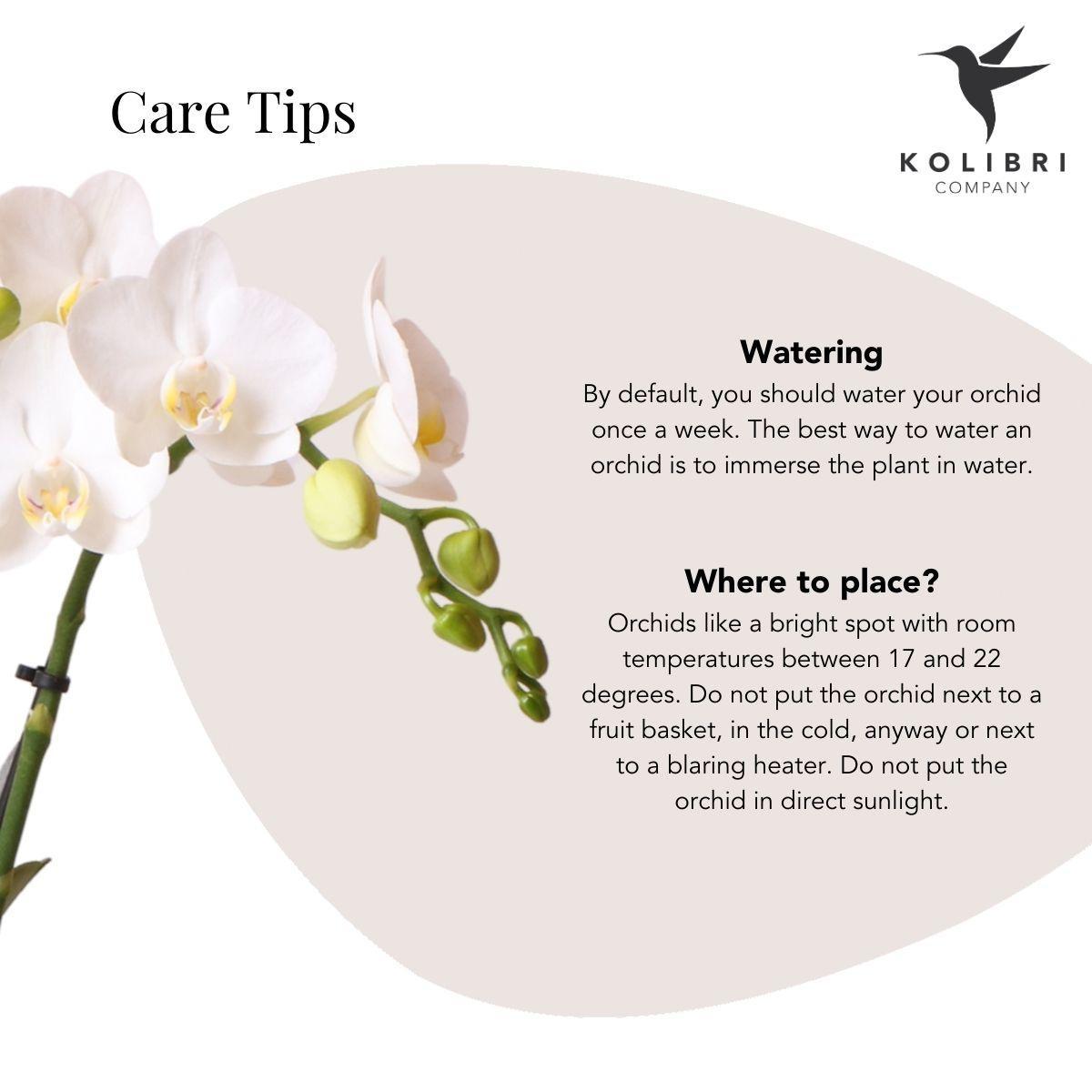 Hummingbird Orchids | White Phalaenopsis orchid – Amabilis + Le Chic ornamental pot gold – pot size Ø9cm – 40cm high | flowering houseplant in flowerpot - fresh from the grower
