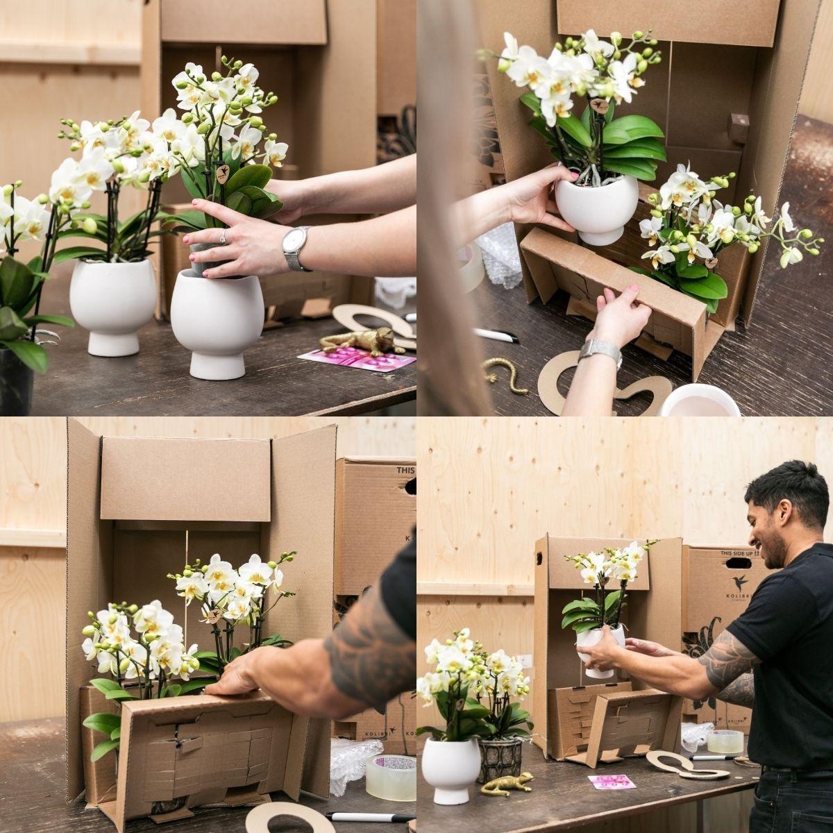 Kolibri Orchids | roze plantenset in Reed Basket incl. waterreservoir | drie roze orchideeën Andorra 9cm en drie groene planten | Jungle Bouquet roze met zelfvoorzienend waterreservoir
