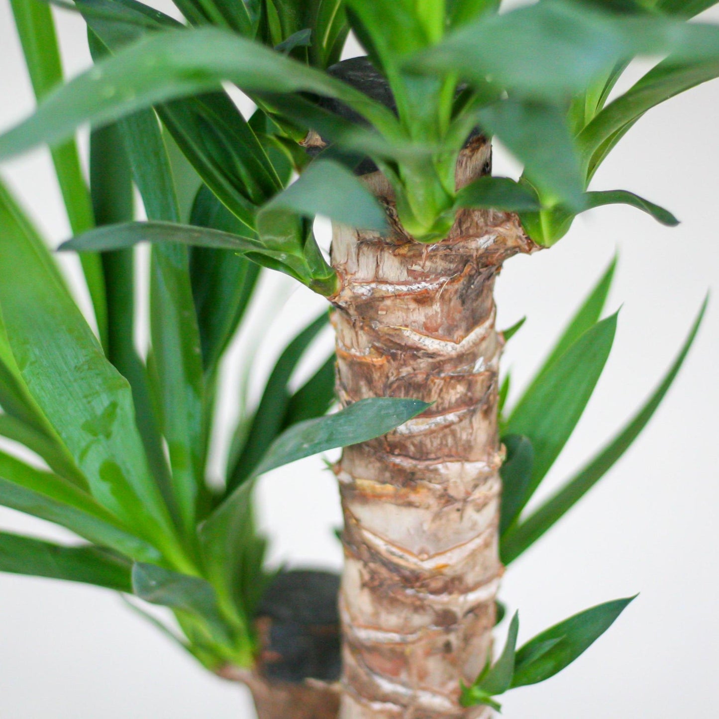 Yucca Elephantipes with Viber white - 90cm - Ø21