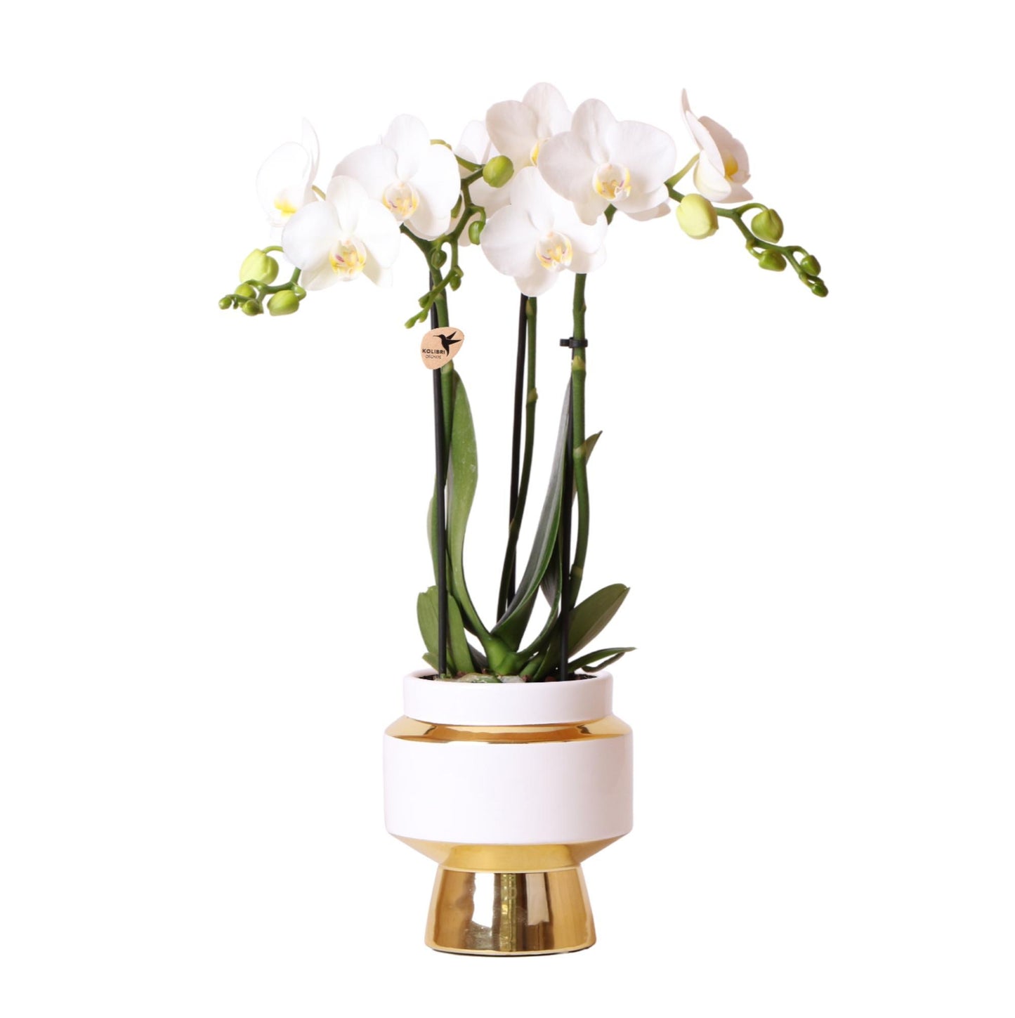 Hummingbird Orchids | White Phalaenopsis orchid – Amabilis + Le Chic ornamental pot gold – pot size Ø9cm – 40cm high | flowering houseplant in flowerpot - fresh from the grower