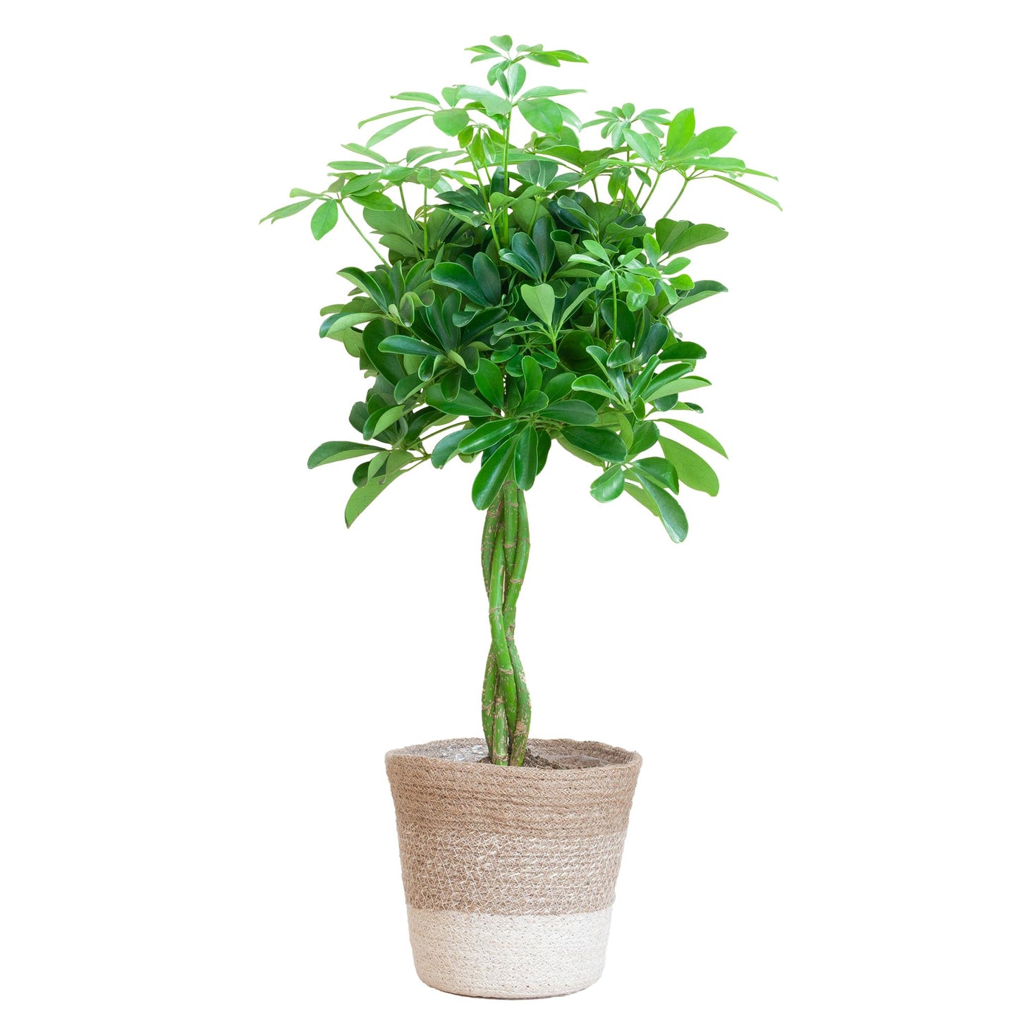 Schefflera Arab Nora con cestino Lisbona bianco - 80 cm - Ø19
