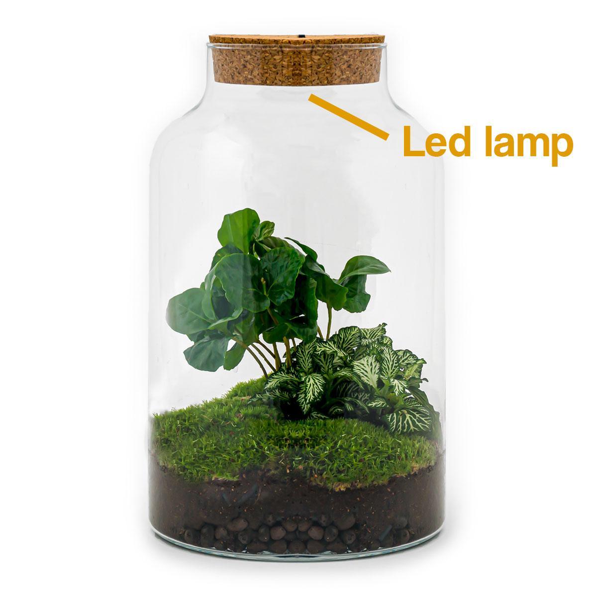 DIY terrarium - Milky Coffea with lamp - ↕ 31 cm - Rake + Shovel