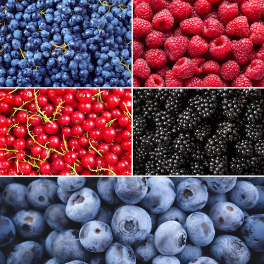 "Fruit oasis" BIO Fruit plants mix set of 5 different types