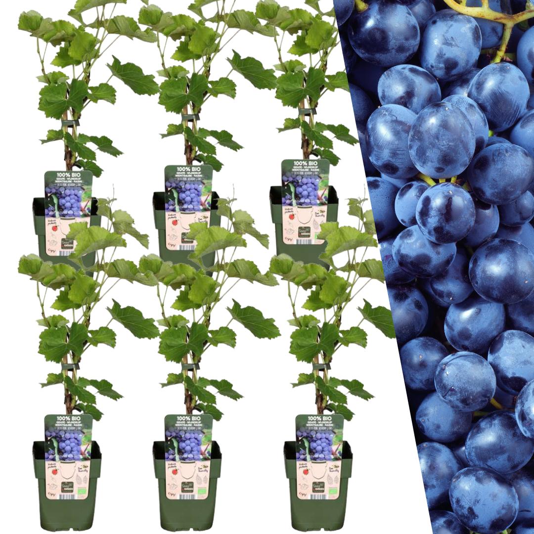 6 x Piante di Uva Biologiche - Ø 13 cm - ↨ 20 cm