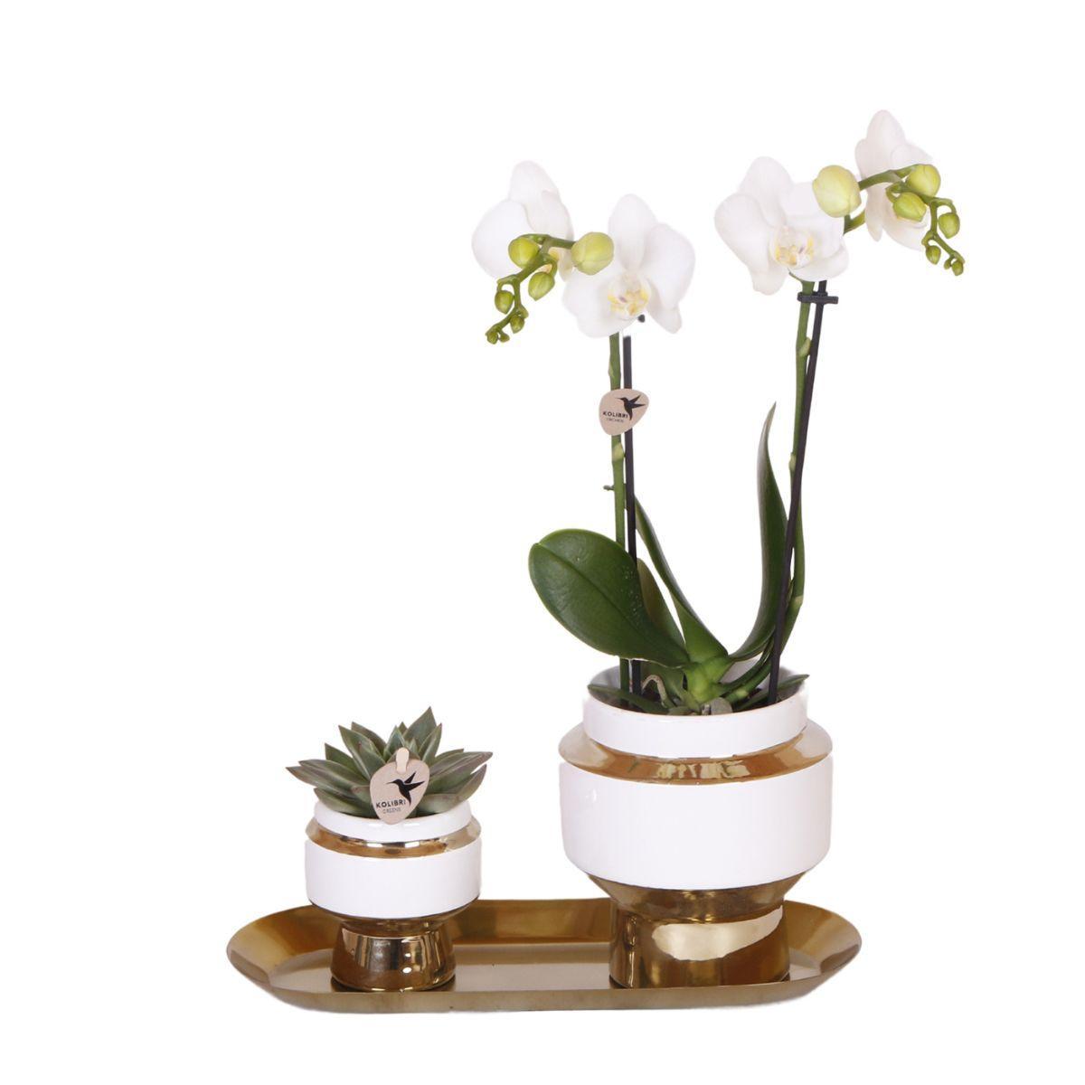 Kolibri Company - Set of White Orchid and Succulent on Gold Tray