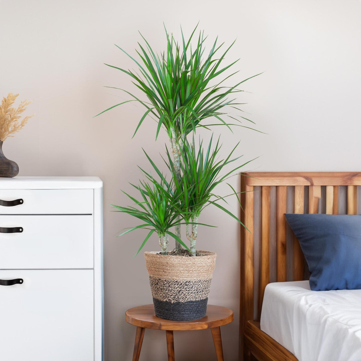 Dracaena Marginata with Lisbon basket black - 95cm - Ø21
