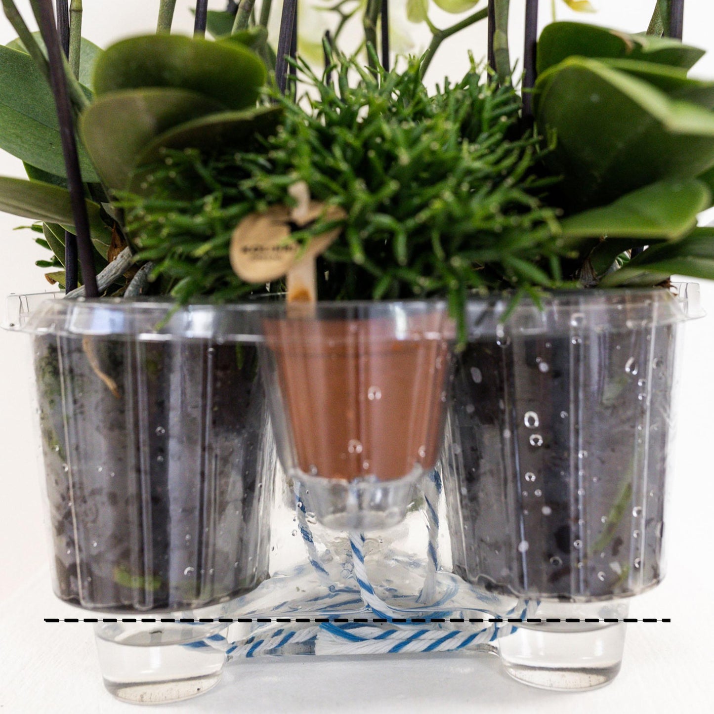 Hummingbird Orchids | purple plant set in Cotton Basket incl. water reservoir | three purple orchids Morelia 9cm and three green plants | Jungle Bouquet purple with self-sufficient water reservoir
