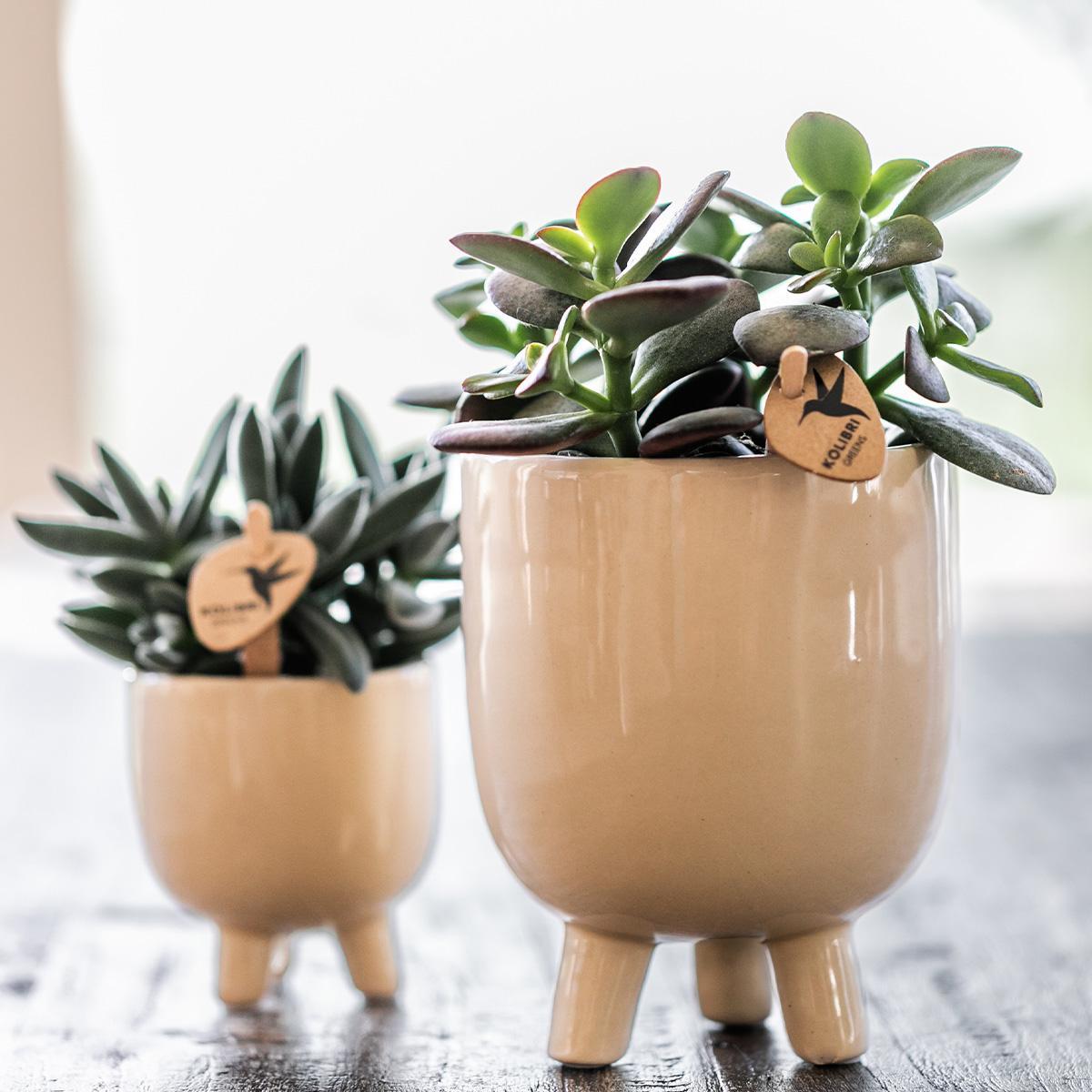 Kolibri Orchids | Red Phalaenopsis orchid – Congo + Gummy pot travertine – pot size Ø9cm – 40cm high | flowering houseplant in flower pot - fresh from the grower