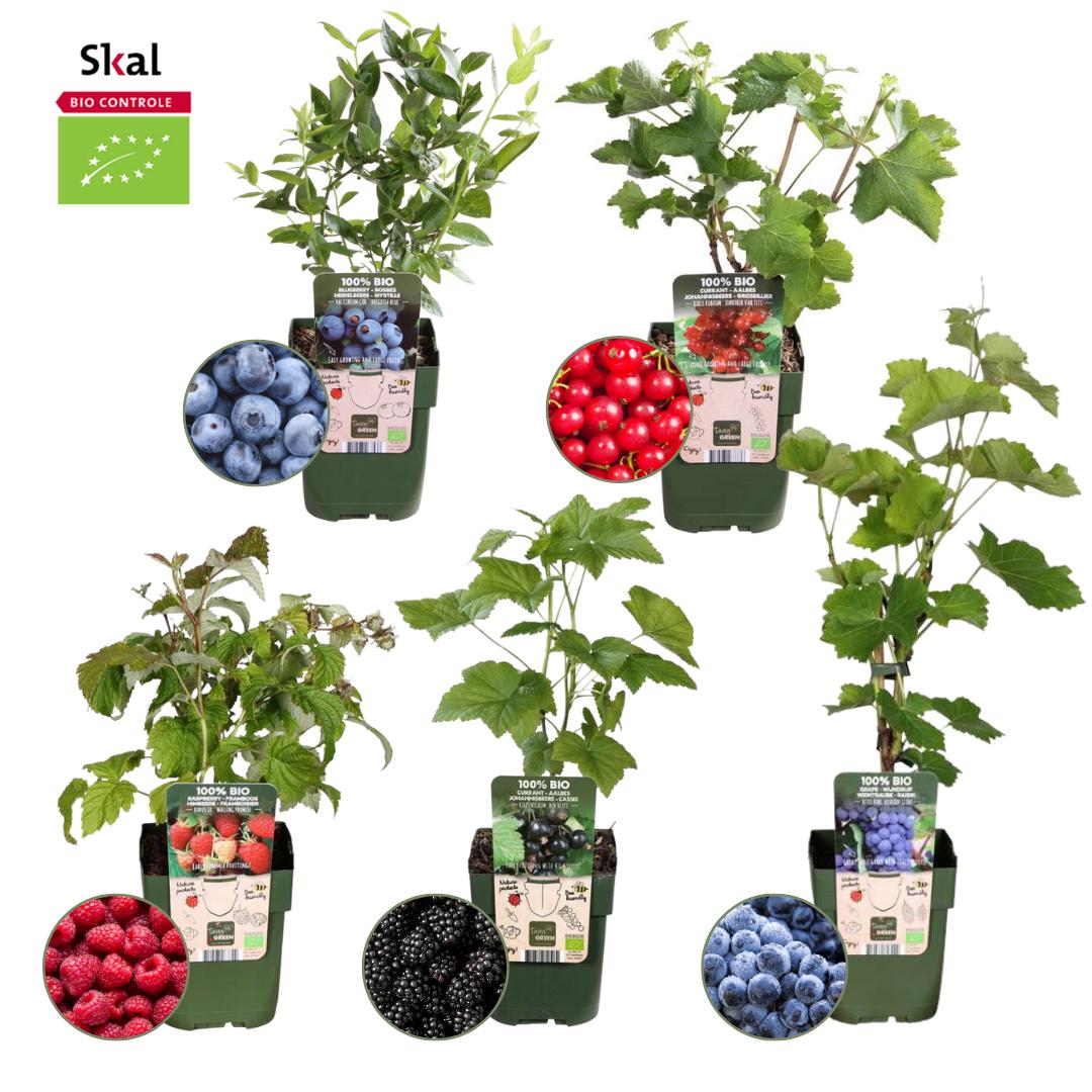 "Oasi della frutta" Set di piante da frutto BIO di 5 tipi diversi
