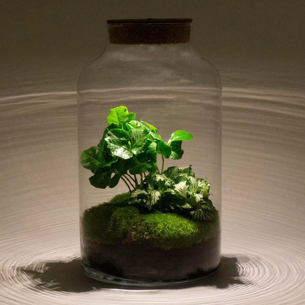 DIY terrarium - Milky Coffea with lamp - ↕ 31 cm - Rake + Shovel