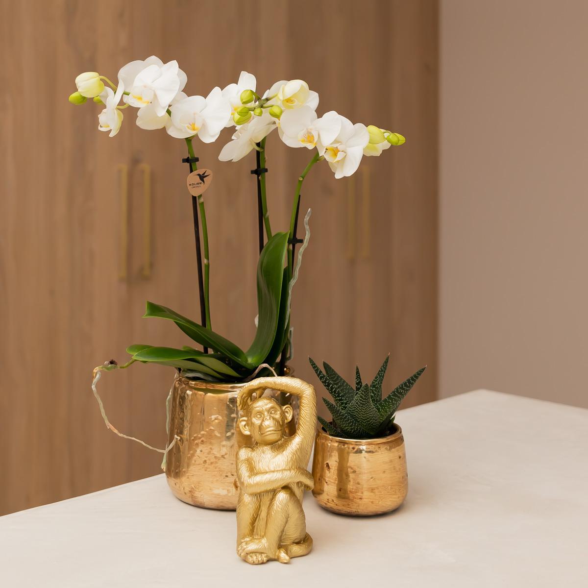 Hummingbird Orchids | white Phalaenopsis orchid - Amabilis - pot size Ø9cm | flowering houseplant - fresh from the grower