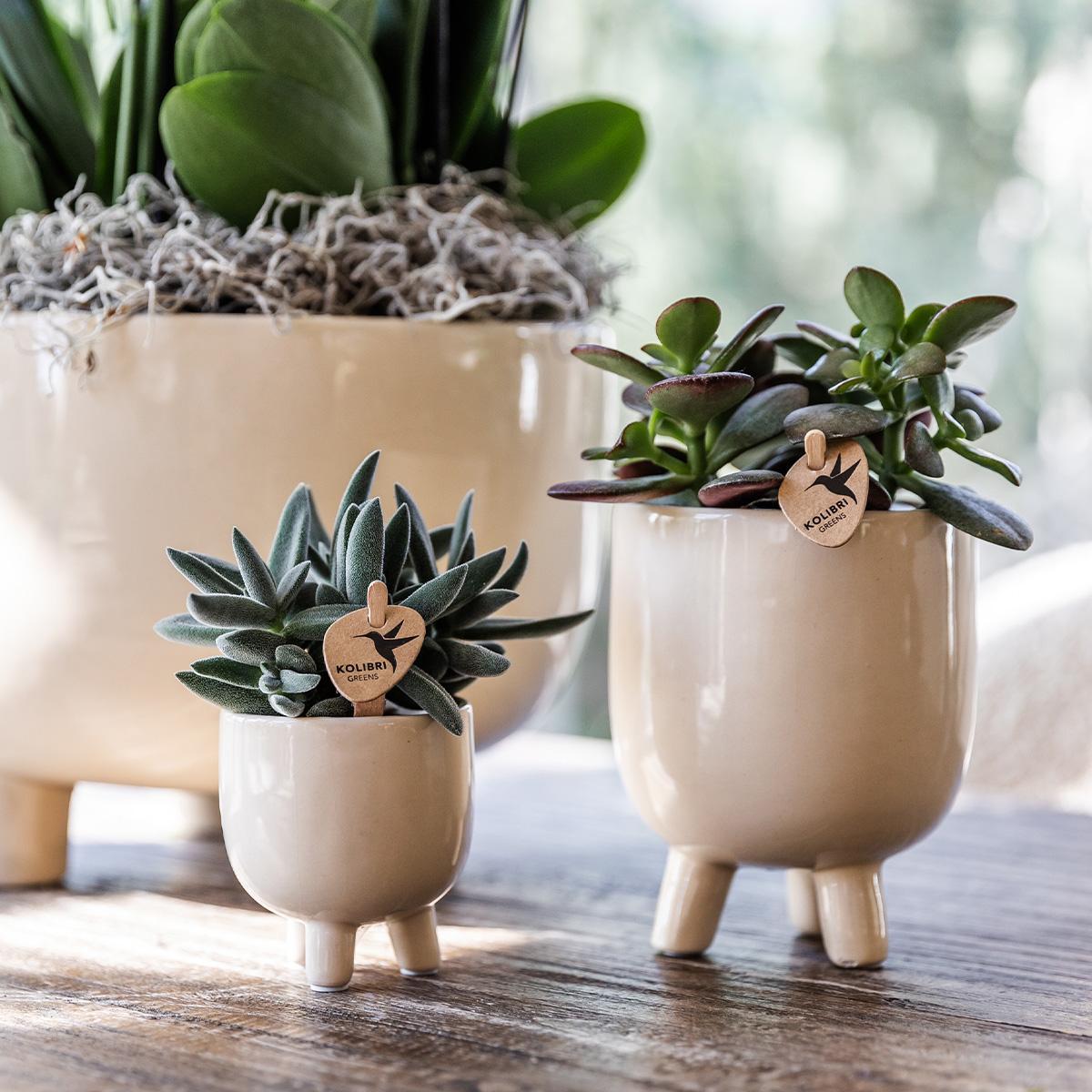 Kolibri Orchids | Red Phalaenopsis orchid – Congo + Gummy pot travertine – pot size Ø9cm – 40cm high | flowering houseplant in flower pot - fresh from the grower