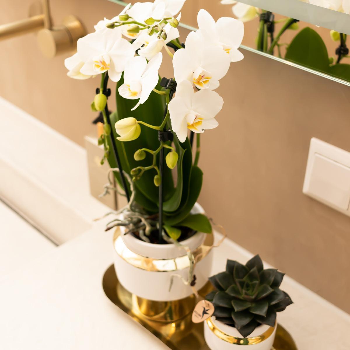 Kolibri Company - Set of White Orchid and Succulent on Gold Tray