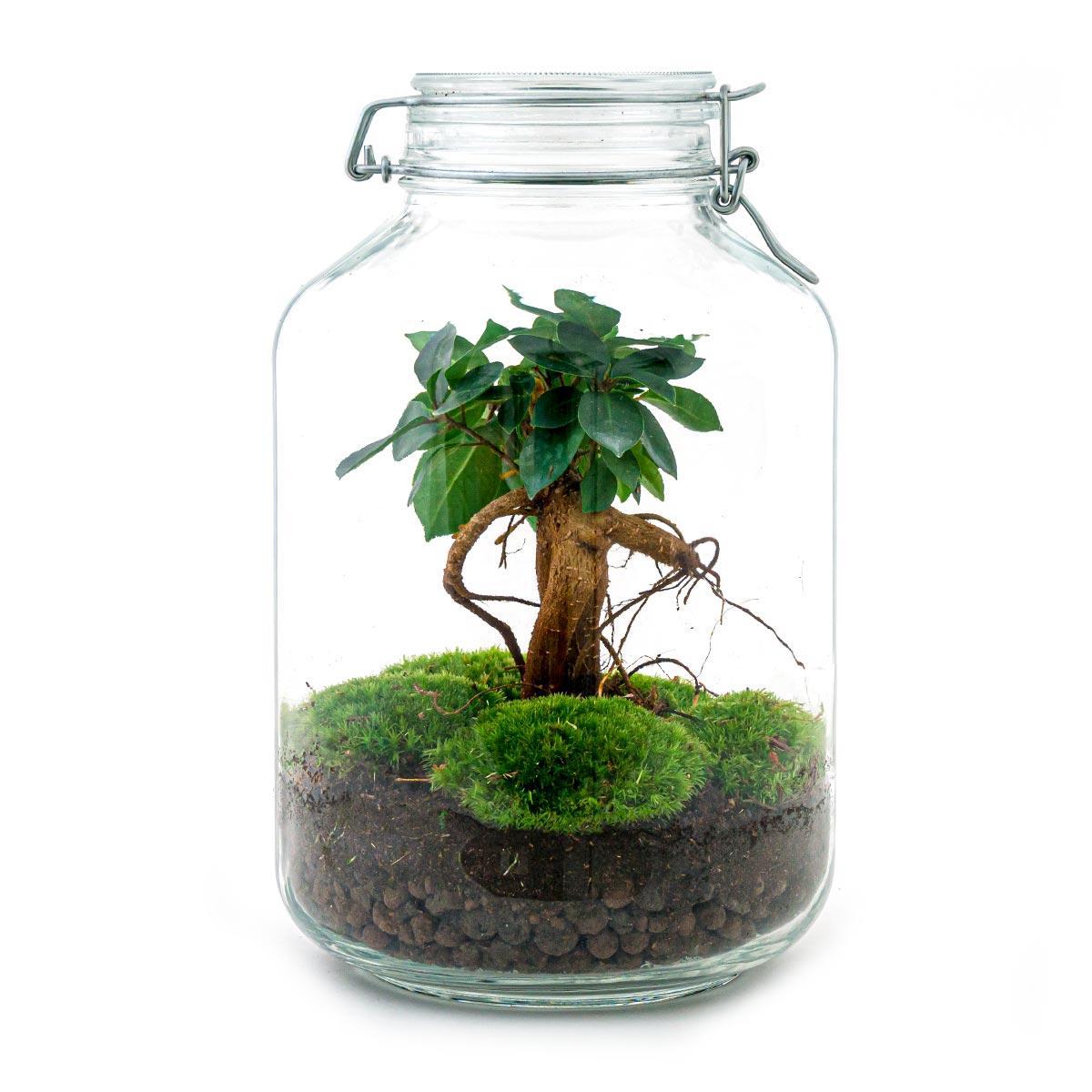 Terrario fai da te - Ficus Ginseng bonsai - ↕ 28 cm - Rastrello + Pala + Pinzetta + Forbici