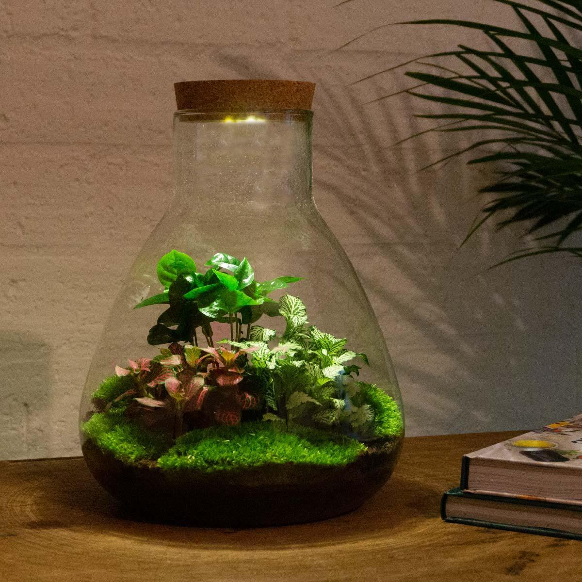 DIY terrarium - Sam Coffea with lamp - ↕ 30 cm - Rake + Shovel + Tweezer + Scissors