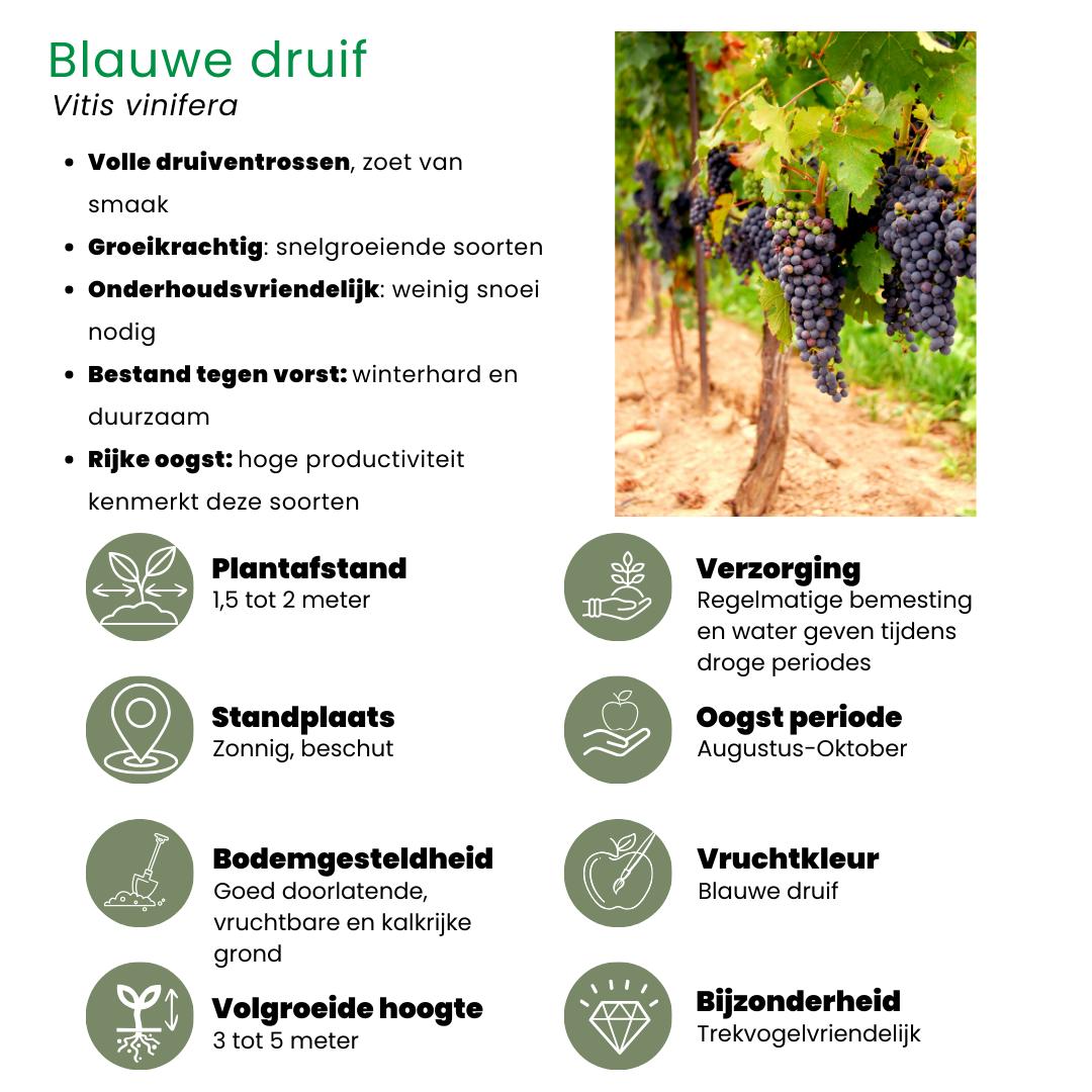 "Oasi della frutta" Set di piante da frutto BIO di 5 tipi diversi