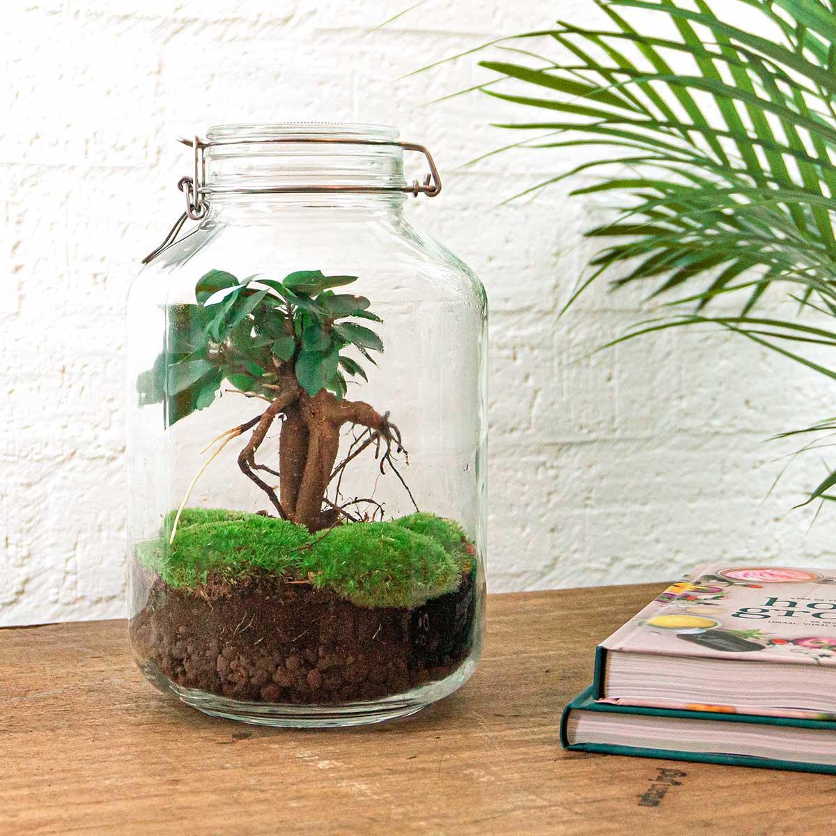 Terrario fai da te - Ficus Ginseng bonsai - ↕ 28 cm - Rastrello + Pala + Pinzetta + Forbici