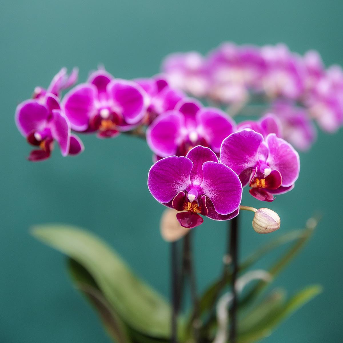 Hummingbird Orchids | COMBI DEAL of 4 purple phalaenopsis orchids - Morelia - pot size Ø9cm | flowering houseplant - fresh from the grower