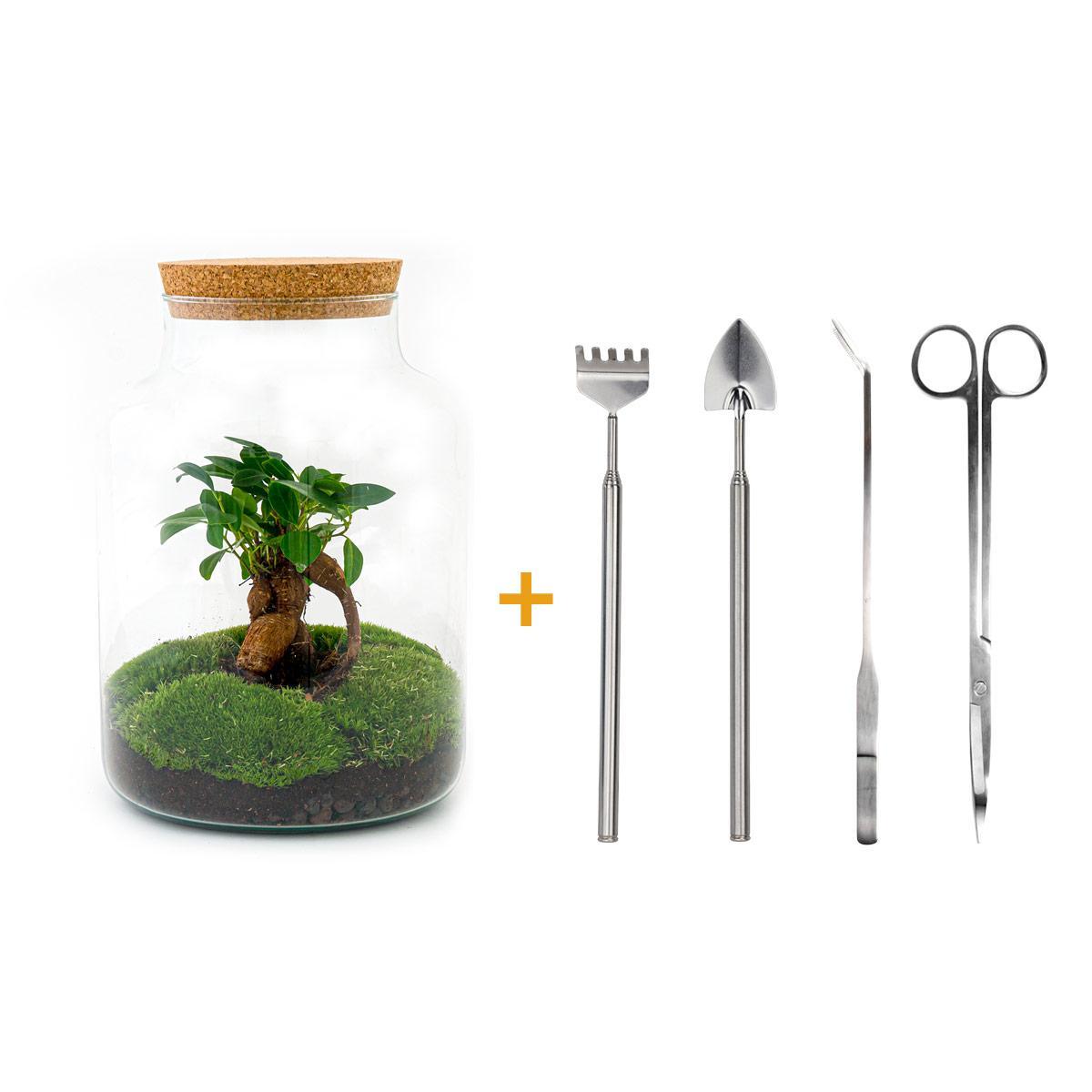 DIY terrarium - Milky with bonsai - ↕ 30 cm + RSTS - Rake + Shovel + Tweezer + Scissors