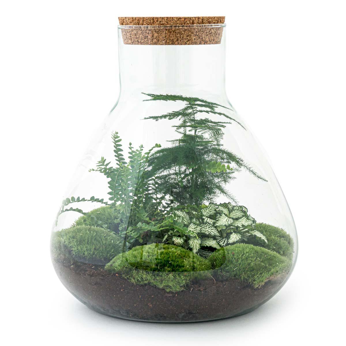 DIY terrarium - Sam XL - ↕ 35 cm - Rake + Shovel