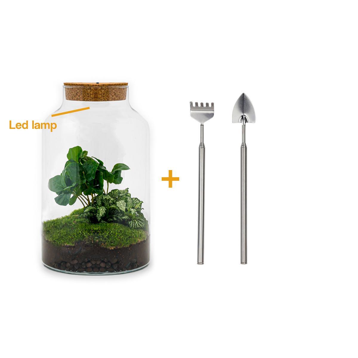 DIY terrarium - Milky Coffea with lamp - ↕ 31 cm - Rake + Shovel