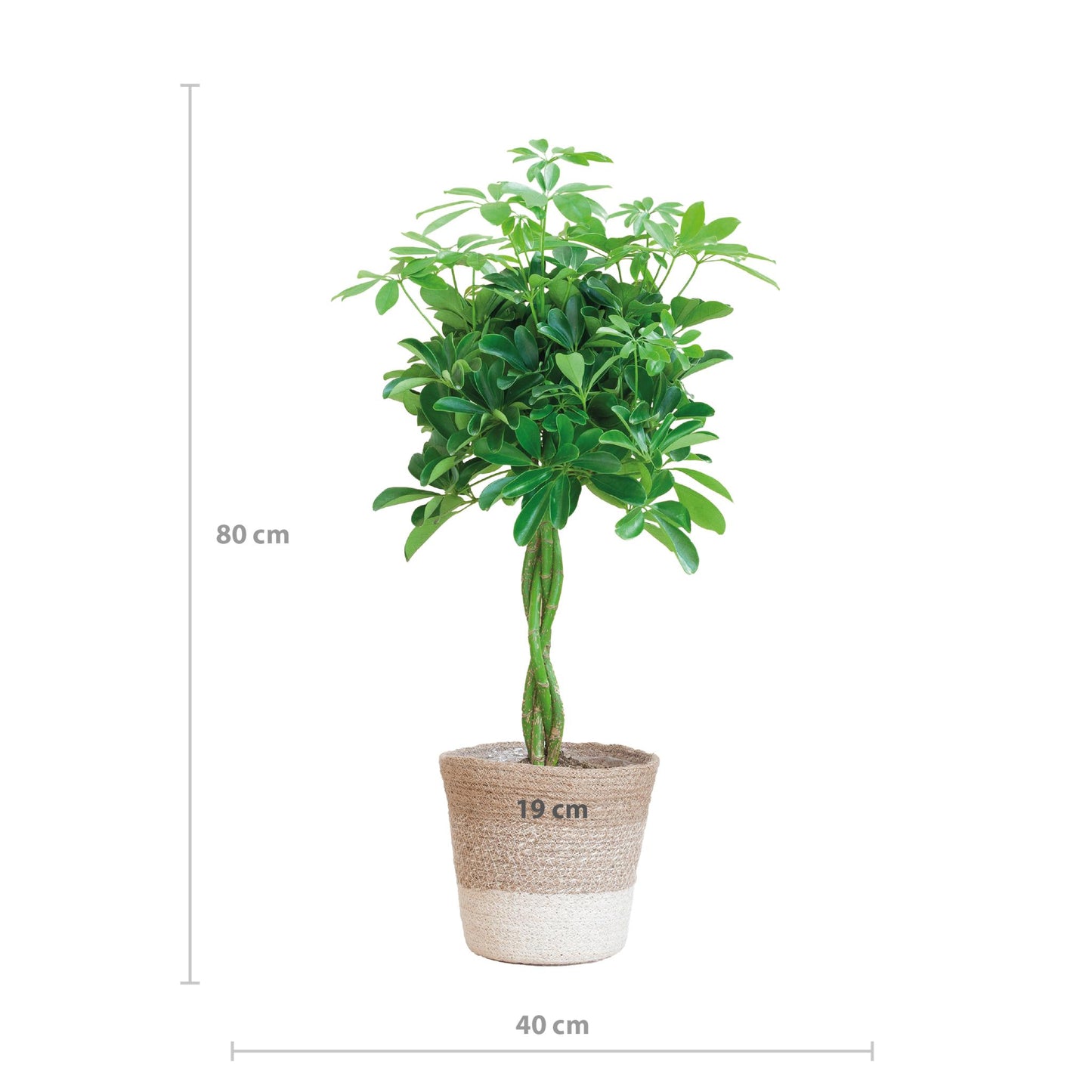 Schefflera Arab Nora con cestino Lisbona bianco - 80 cm - Ø19