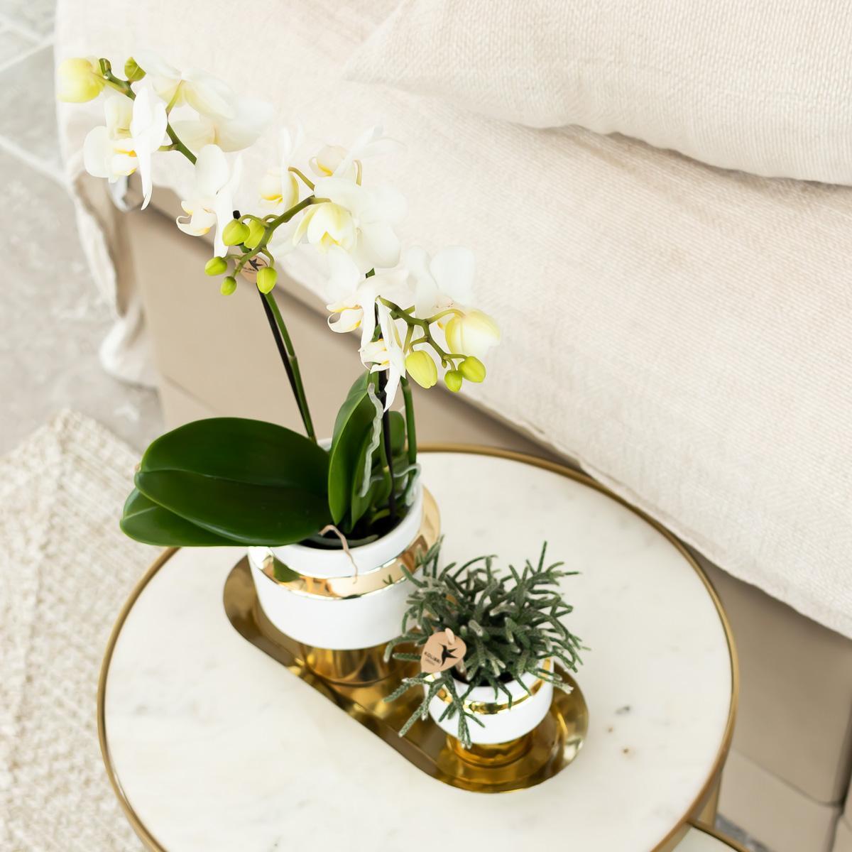 Hummingbird Orchids | White Phalaenopsis orchid – Amabilis + Le Chic ornamental pot gold – pot size Ø9cm – 40cm high | flowering houseplant in flowerpot - fresh from the grower