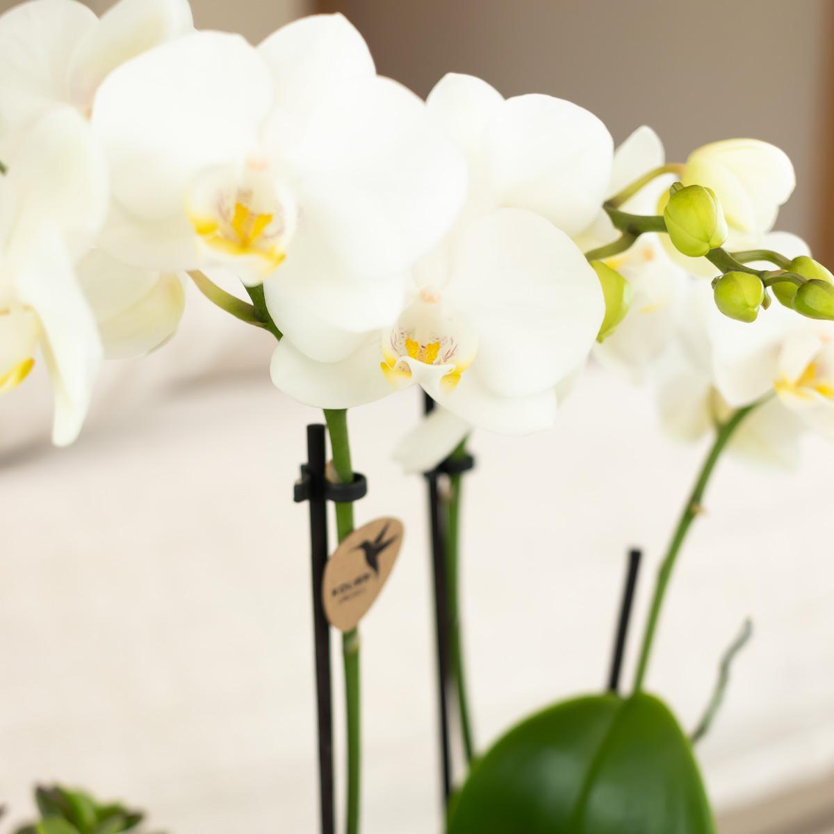 Hummingbird Orchids | white Phalaenopsis orchid - Amabilis - pot size Ø9cm | flowering houseplant - fresh from the grower