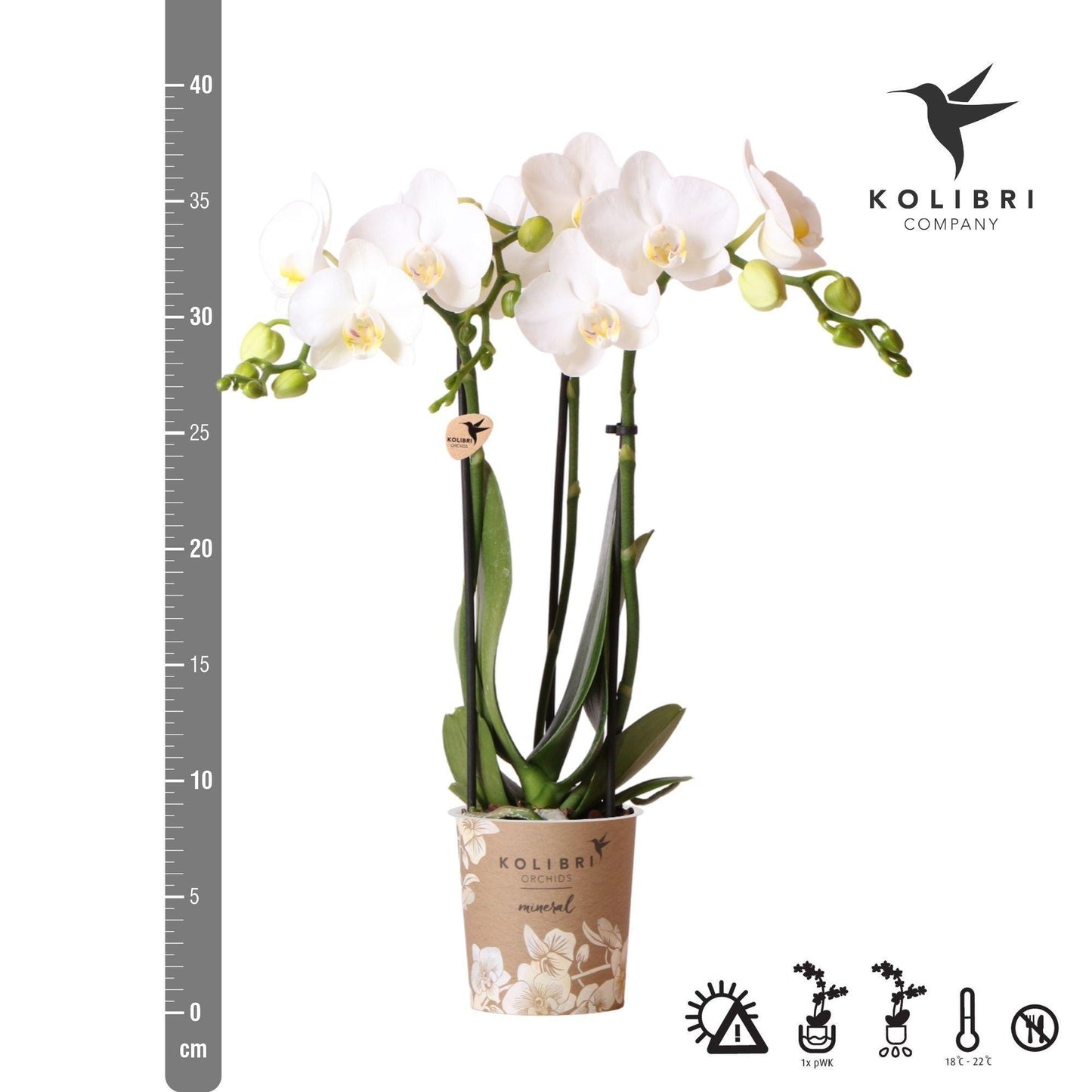 Hummingbird Orchids | white Phalaenopsis orchid - Amabilis - pot size Ø9cm | flowering houseplant - fresh from the grower