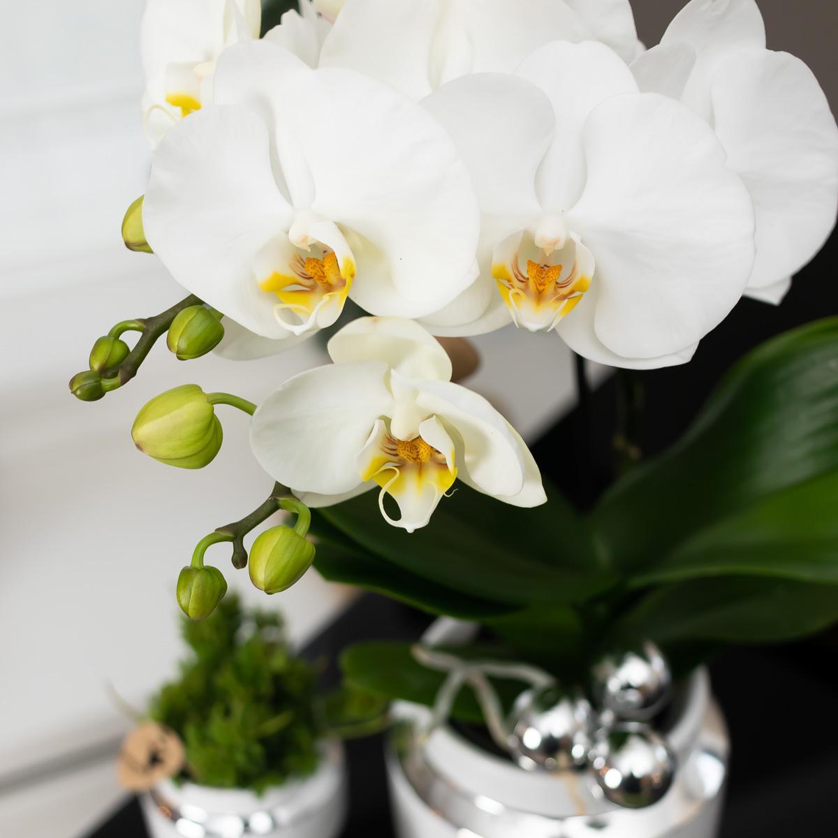 Kolibri Company - Set of white orchid and Succulent on silver tray - fresh from the grower