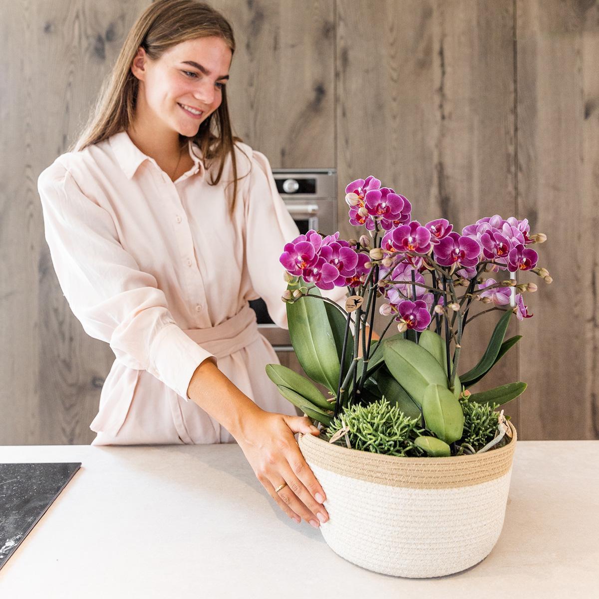 Hummingbird Orchids | purple plant set in Cotton Basket incl. water reservoir | three purple orchids Morelia 9cm and three green plants | Jungle Bouquet purple with self-sufficient water reservoir