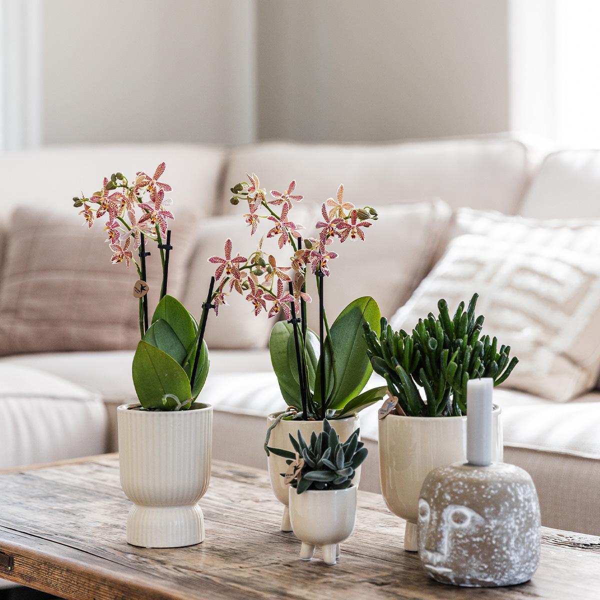 Kolibri Orchids | Red Phalaenopsis orchid – Congo + Gummy pot travertine – pot size Ø9cm – 40cm high | flowering houseplant in flower pot - fresh from the grower