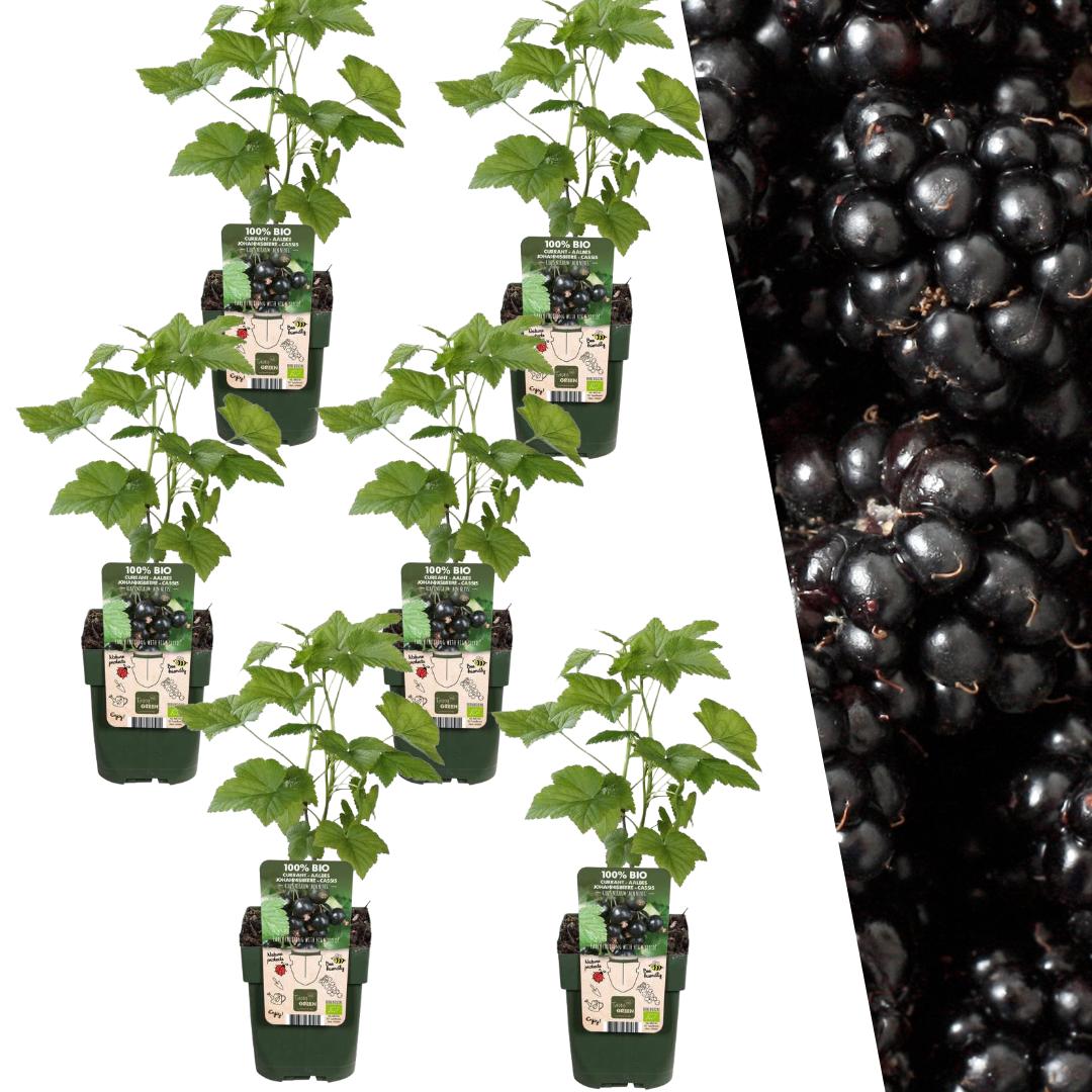 6 x Piante di more biologiche - Ø 13 cm - ↨ 20 cm