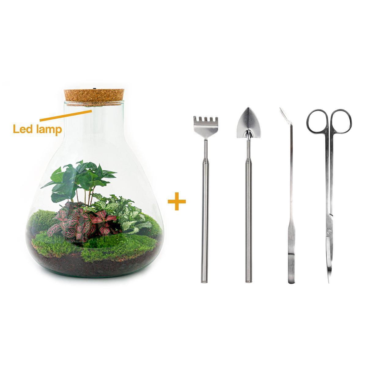 DIY terrarium - Sam Coffea with lamp - ↕ 30 cm - Rake + Shovel + Tweezer + Scissors