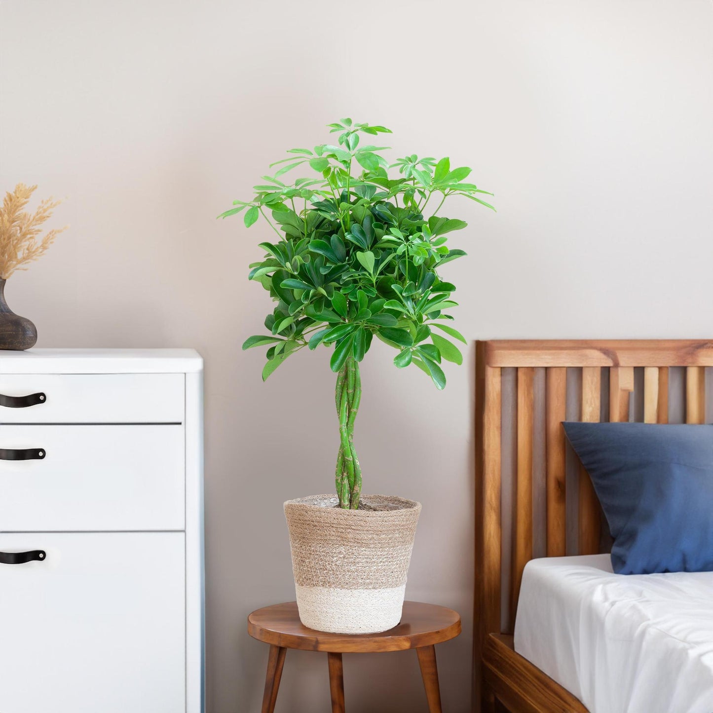 Schefflera Arab Nora con cestino Lisbona bianco - 80 cm - Ø19