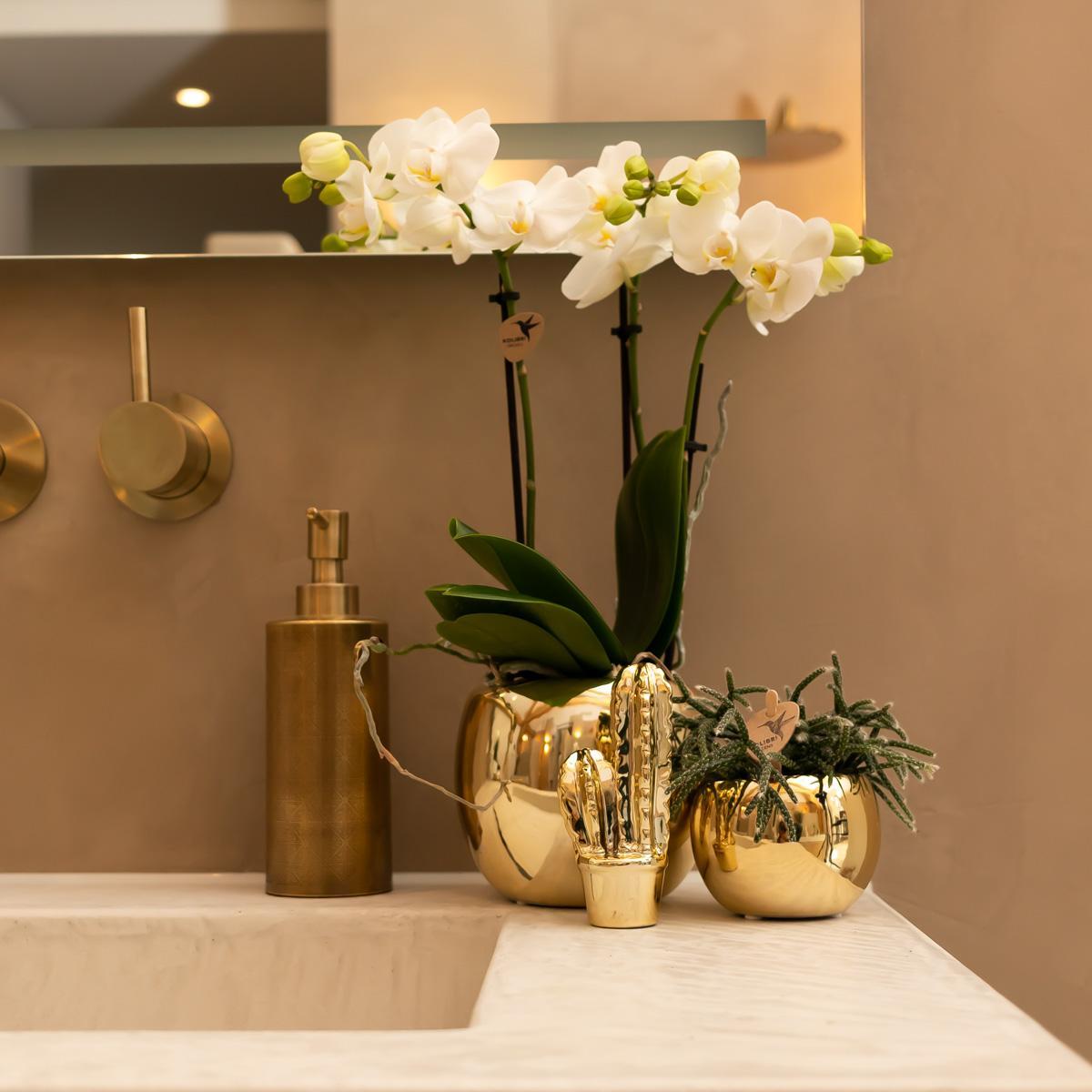 Hummingbird Orchids | white Phalaenopsis orchid - Amabilis - pot size Ø9cm | flowering houseplant - fresh from the grower