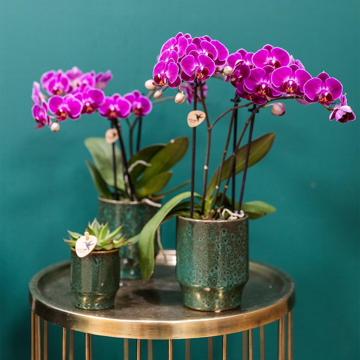 Hummingbird Orchids | COMBI DEAL of 4 purple phalaenopsis orchids - Morelia - pot size Ø9cm | flowering houseplant - fresh from the grower
