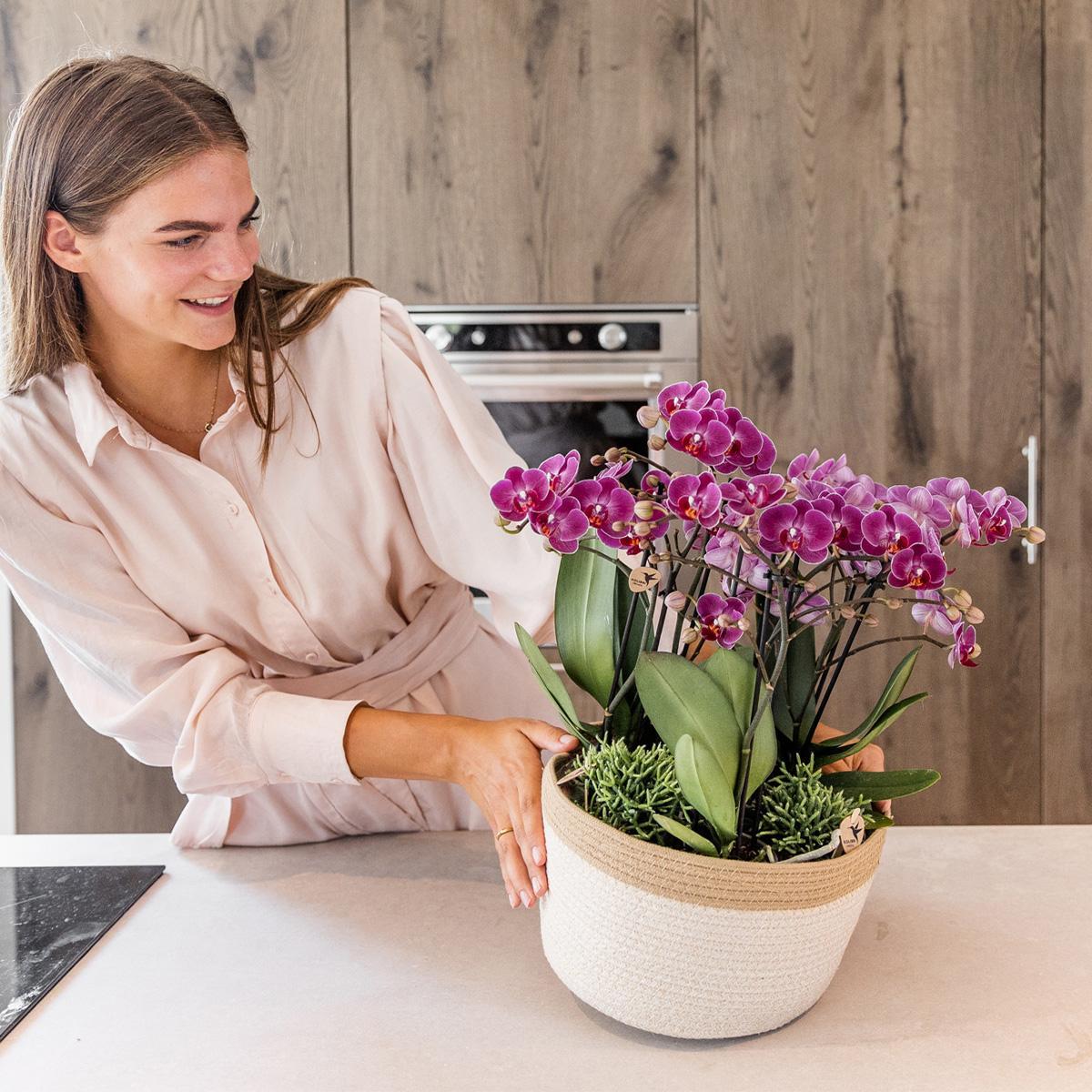Hummingbird Orchids | purple plant set in Cotton Basket incl. water reservoir | three purple orchids Morelia 9cm and three green plants | Jungle Bouquet purple with self-sufficient water reservoir