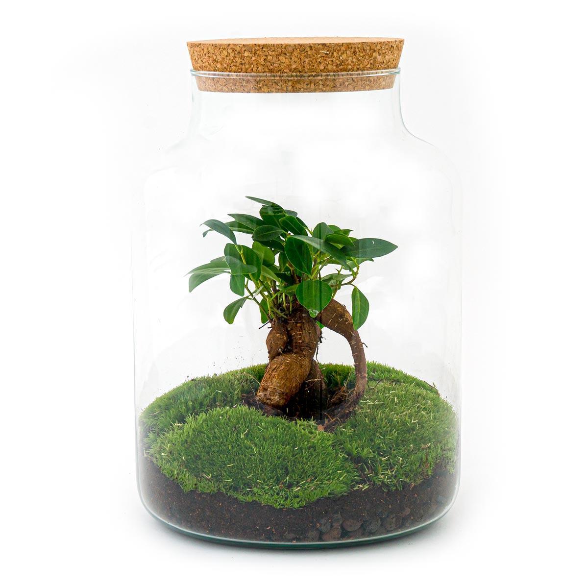 DIY terrarium - Milky with bonsai - ↕ 30 cm + RSTS - Rake + Shovel + Tweezer + Scissors